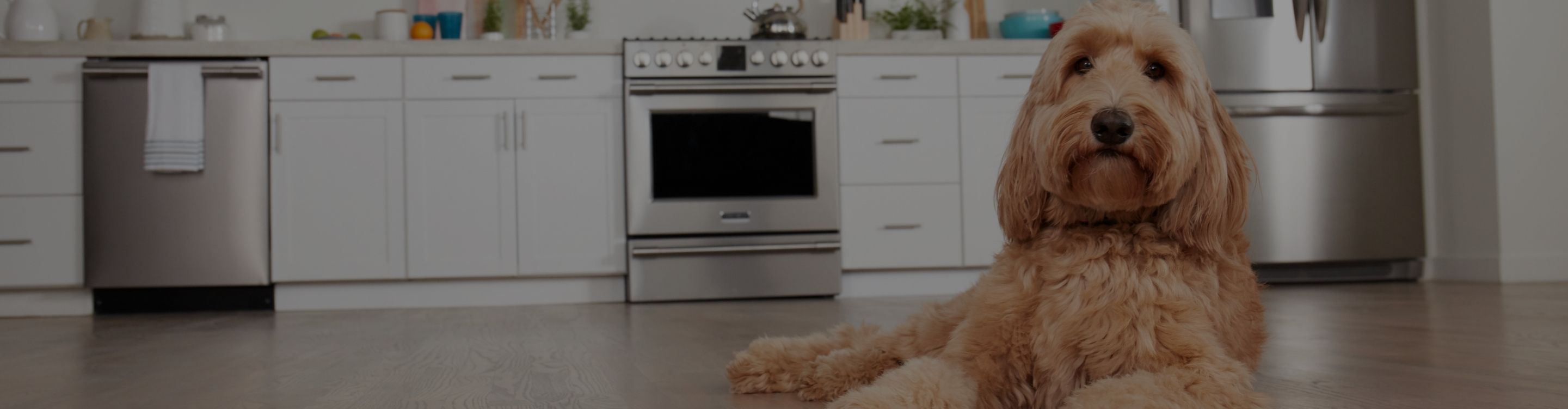 pet friendly carpets in a living room